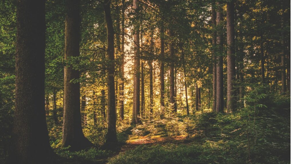 Auringon valo siivilöityy tiheän metsämaiseman takaa