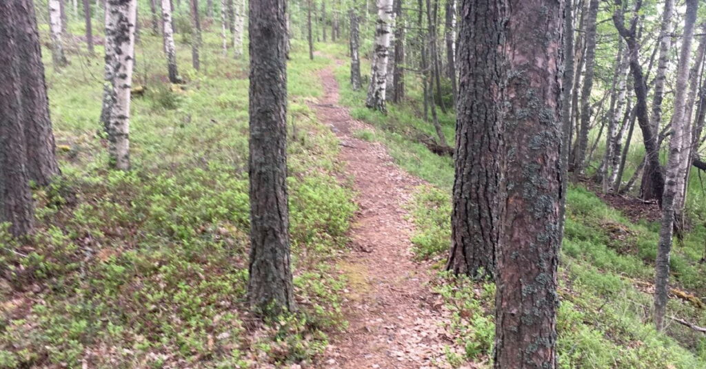 Kuvassa polku kulkee mäntymetsässä