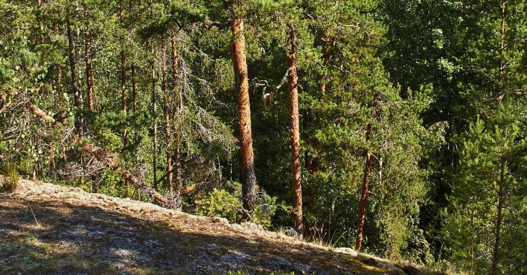 Maaperä ja maasto vaikuttavat siihen, millaiset perustukset rakennus tarvitsee ja kuinka helppoa rakentaminen on.