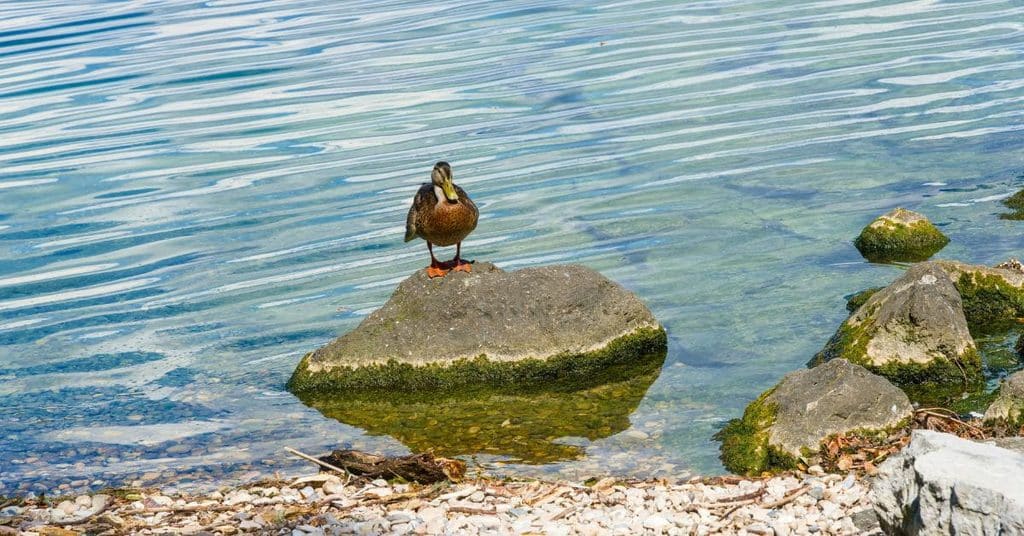 Rantatontillakaan mökin tai saunan paikkaa ei voi valita aivan vapaasti.
